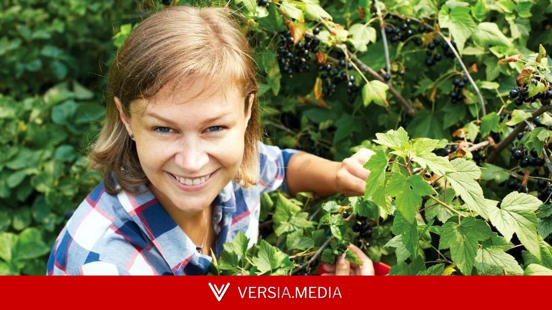 От этого зависит будущий урожай: как правильно обрезать смородину и крыжовник летом