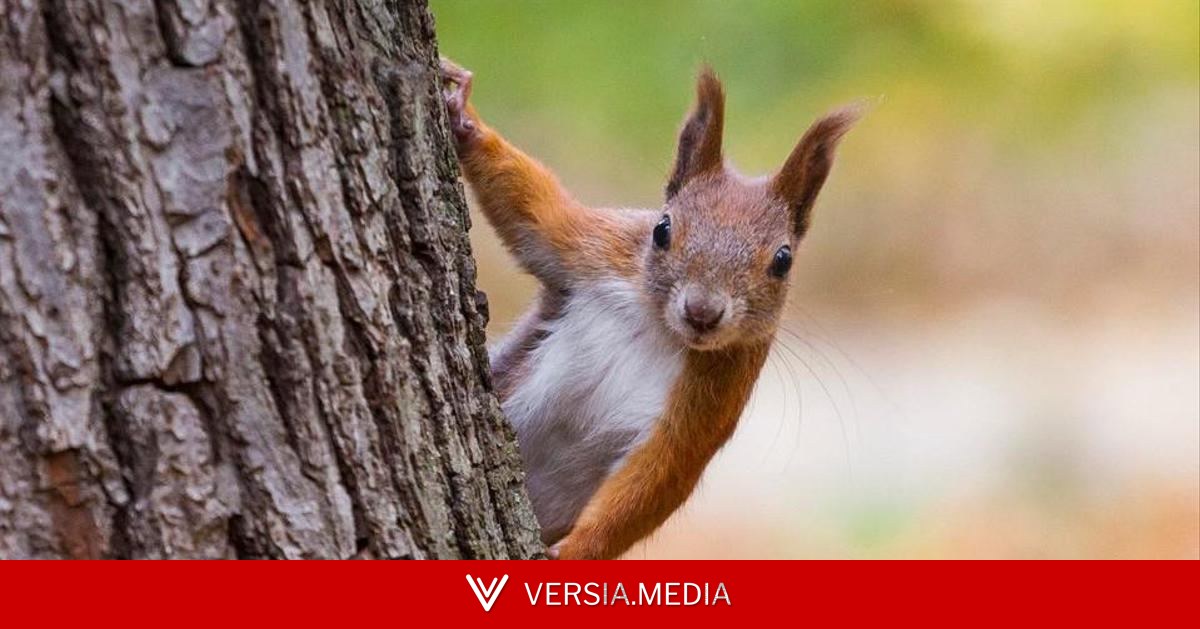 Лучше не семечками: чем можно и нельзя кормить белку в парке, рассказала ветеринар Вежнина