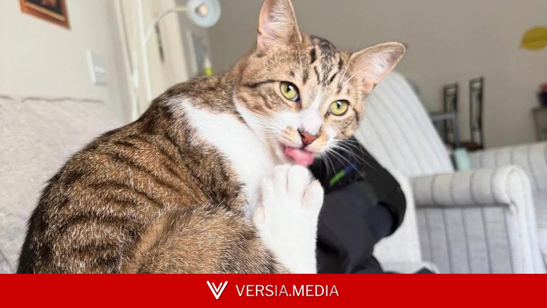 Посмотрите на фото кота с 28 пальцами, который установил новый мировой рекорд Гиннесса
