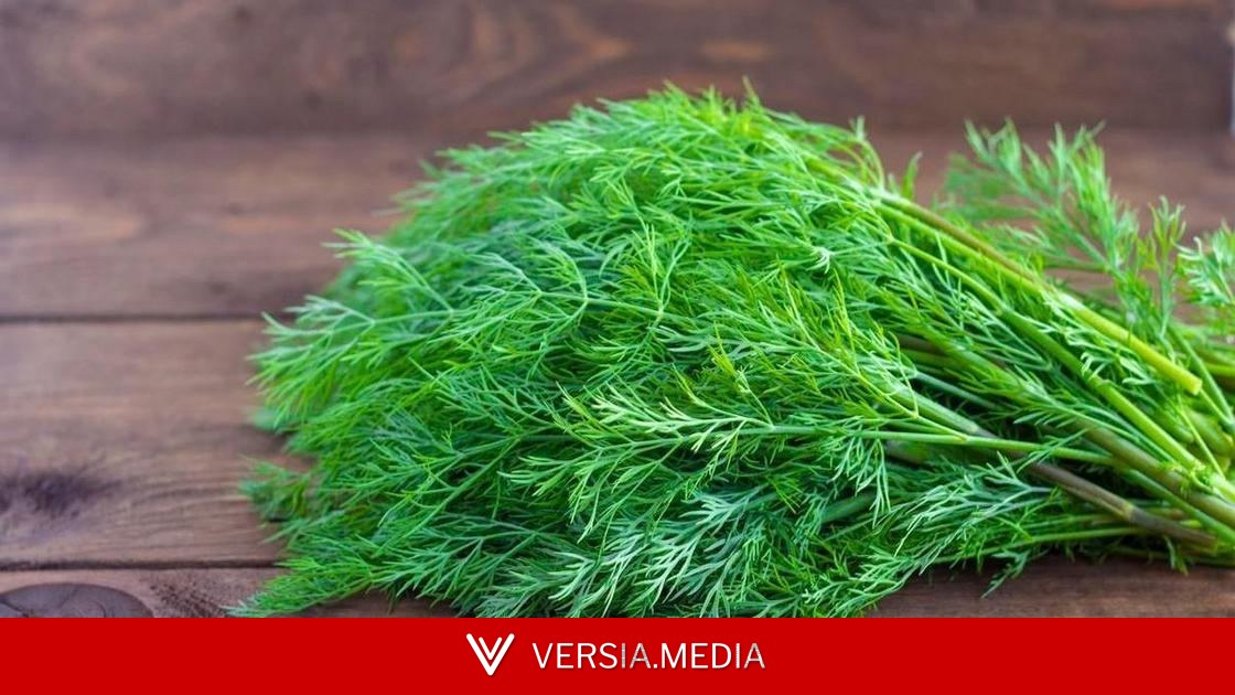 Лучше микстур: с какими блюдами надо есть укроп, чтобы помочь пищеварению