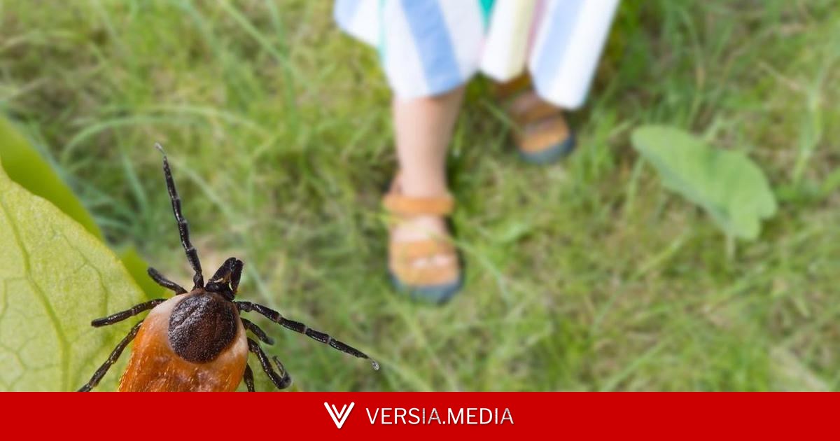 Хитро устроился: клещ впился девочке прямо в глаз, найти паразита удалось лишь врачам