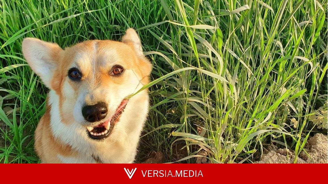 Есть несколько причин, почему собаки и кошки едят траву, объяснил биолог Яп де Роде