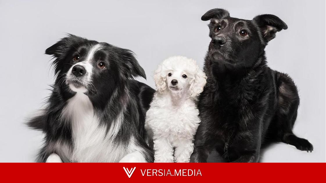 Собаки каких пород самые умные: результаты этого эксперимента вас могут удивить