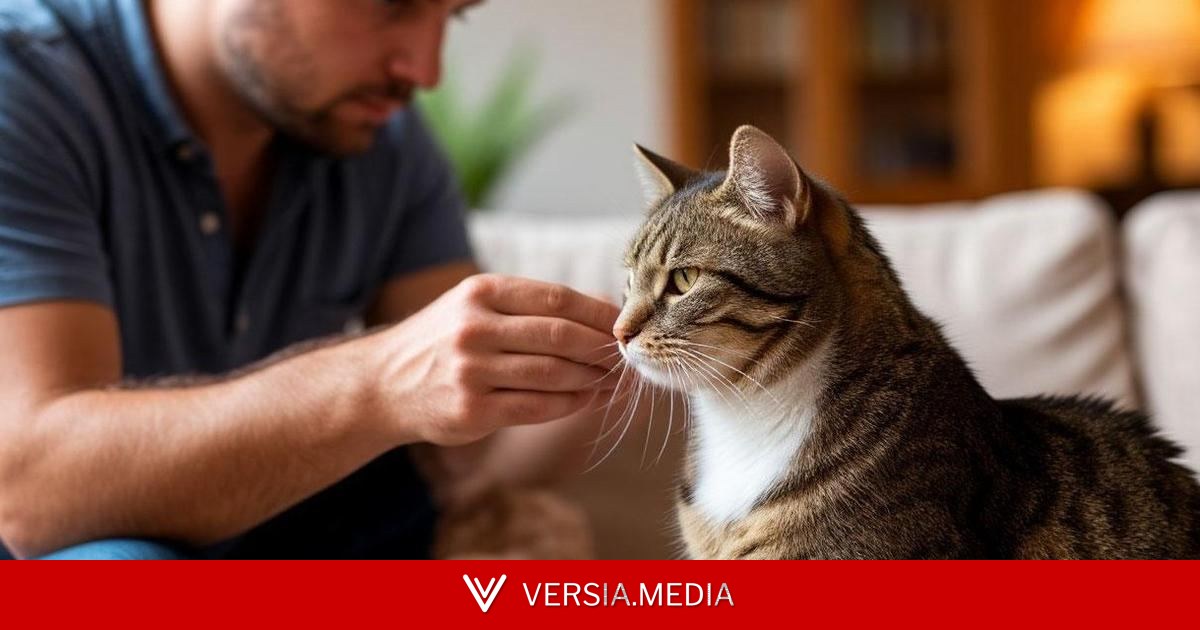 Шальная императрица: почему кошка может забеременеть от двух самцов одновременно