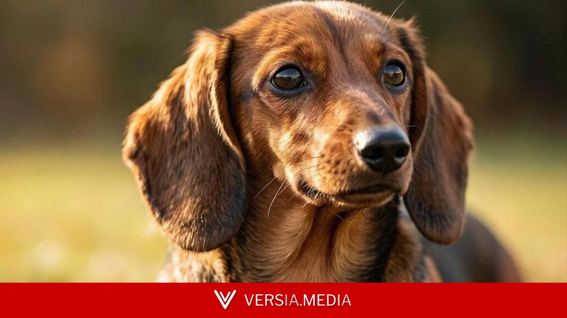 Болезнь выдаст прогулка: как заподозрить деменцию у возрастной собаки