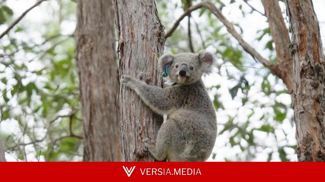 Ученые заморозят яйцеклетки и сперму коал, чтобы спасти этих приверед от вымирания