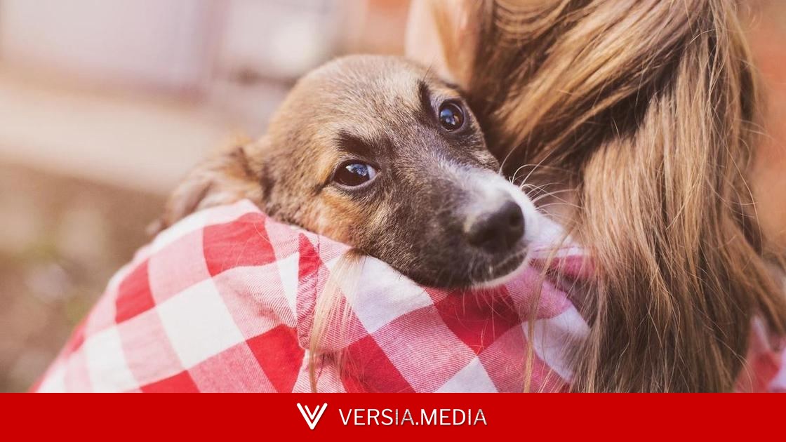 Замещающее поведение: вот самый верный знак, что собака вас обожает