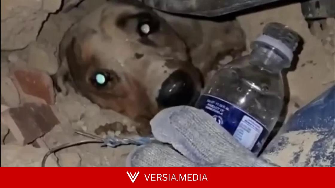 Момент спасения cобаки после землетрясения в Венесуэле попал на видео