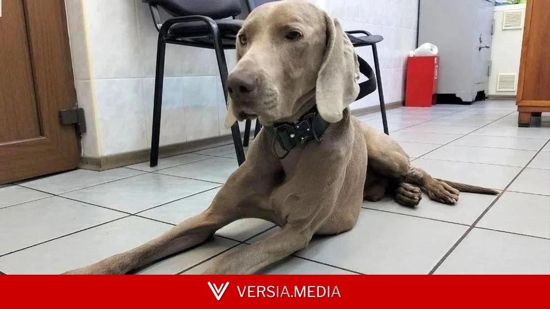 Собака чуть не погибла из-за любимого развлечения. Хозяин тоже участвовал