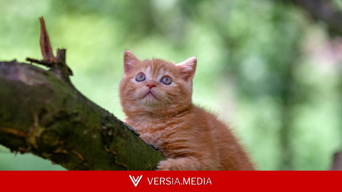 Подросток из Подмосковья спас котенка, а потом его самого пришлось спасать врачам