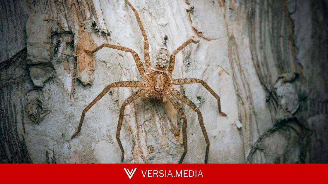 Со скоростью самоката: биологи провели забег и выяснили, какой паук самый быстрый в мире