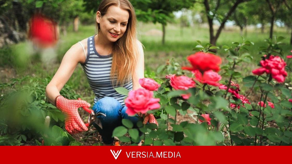 Выживут ли морозостойкие розы в условиях российского климата, отвечает биолог Чернов