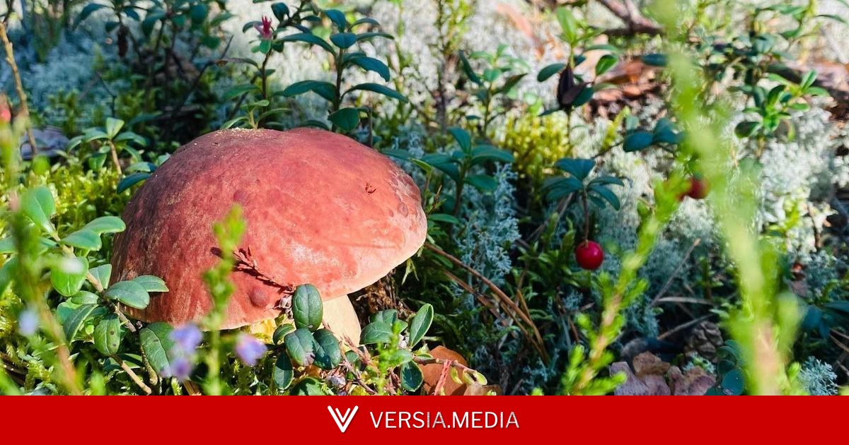 Не ходите туда, где есть малина и иван-чай: 4 верных признака грибного леса