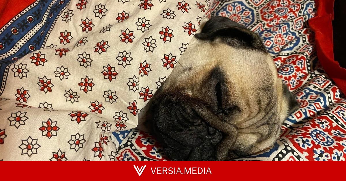 Кто больше спит — кошки или собаки? Отвечают зооэксперты