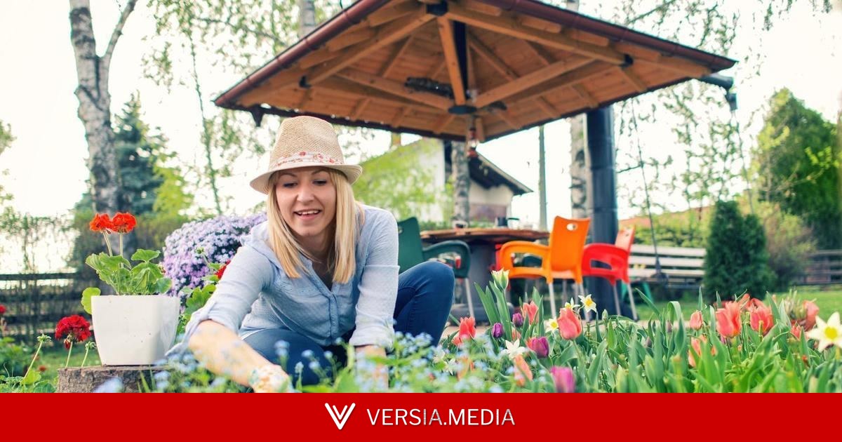 Чем удобрять морковку и свеклу: полная инструкция для дачников