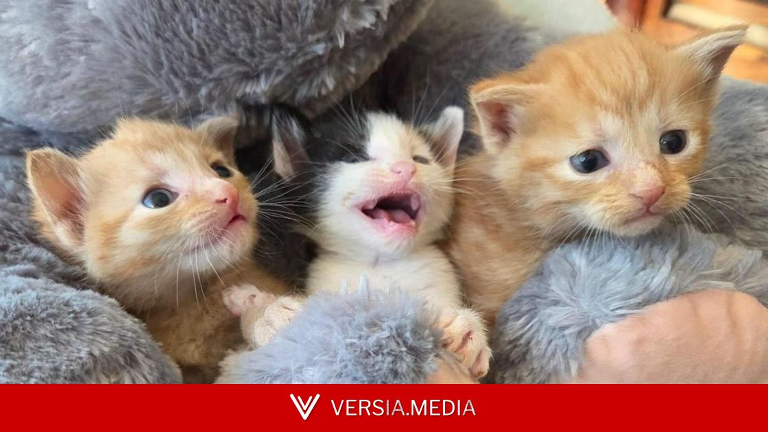 Голосистые как Тина Тернер и Уитни Хьюстон: 5 историй котят, спасенных в приюте